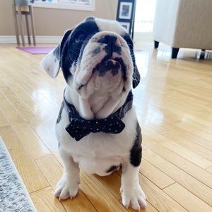 Meet your Posher, Adam